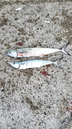 サゴシの釣果