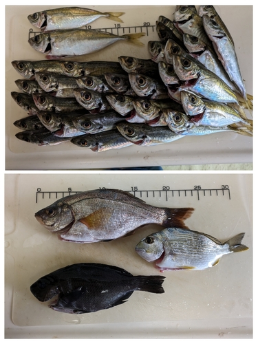 アジの釣果