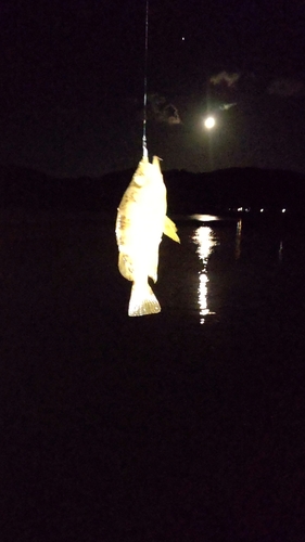 アカメバルの釣果