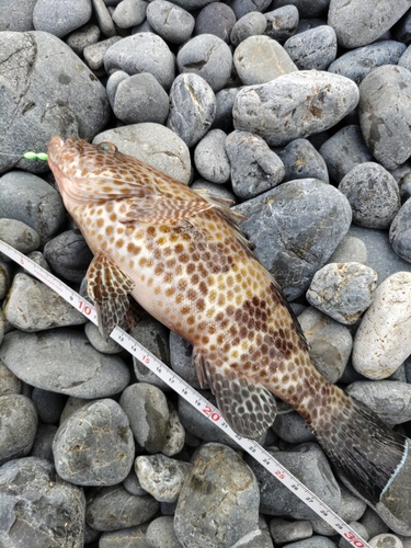 オオモンハタの釣果