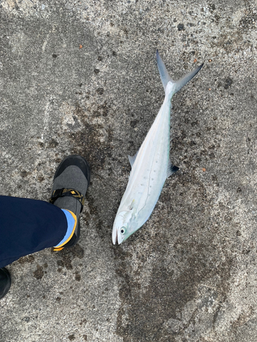 イケカツオの釣果