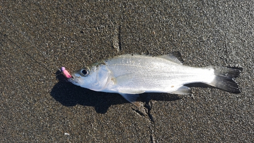 セイゴ（マルスズキ）の釣果