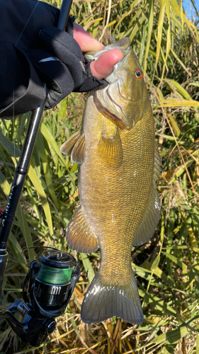 スモールマウスバスの釣果