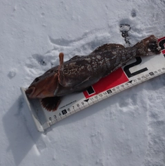 アイナメの釣果