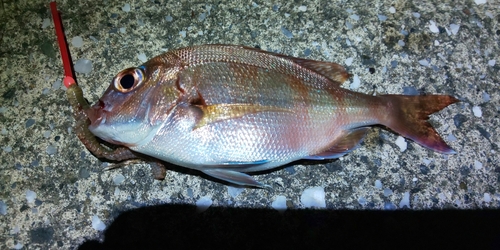 タイの釣果