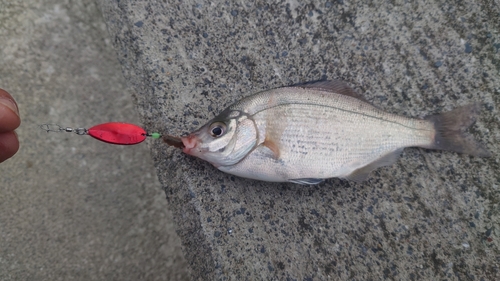 ウミタナゴの釣果