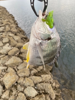 キビレの釣果