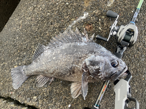 クロソイの釣果