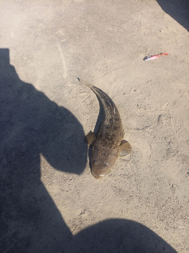 マゴチの釣果