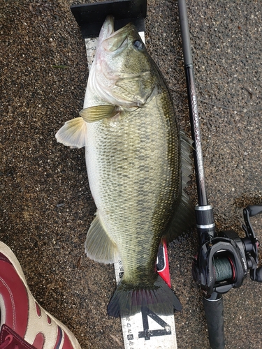 ブラックバスの釣果