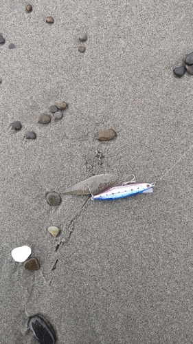 シタビラメの釣果