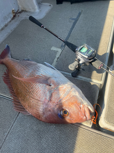 マダイの釣果