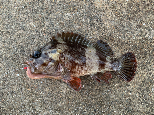 ガシラの釣果