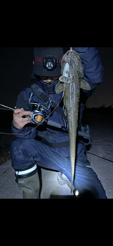 ナマズの釣果