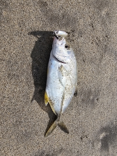 オニヒラアジの釣果