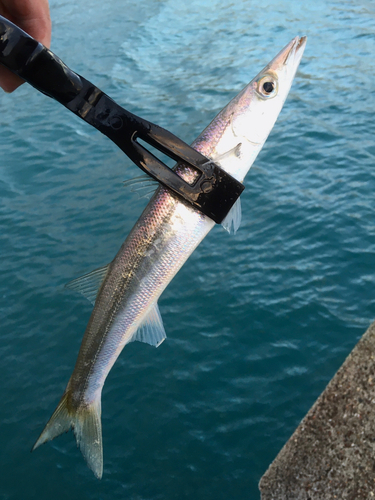 カマスの釣果