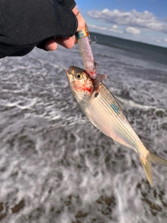 コノシロの釣果