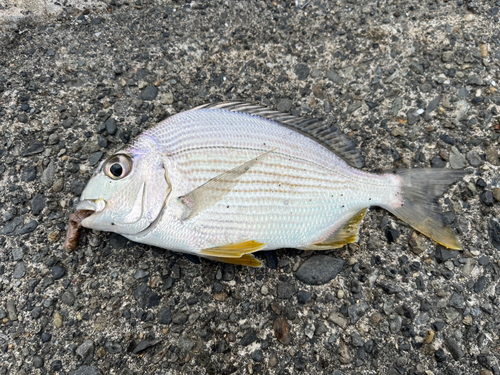 ヘダイの釣果