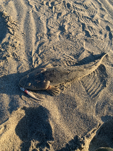 コチの釣果