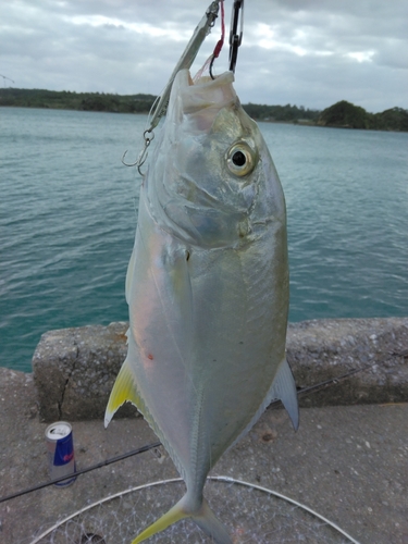 オニヒラアジの釣果