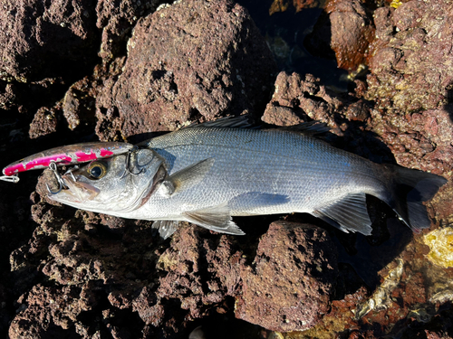 ヒラスズキの釣果