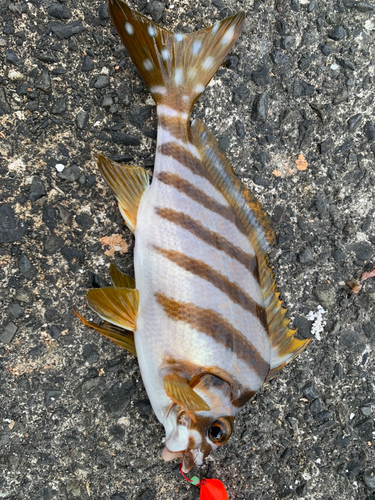 タカノハダイの釣果