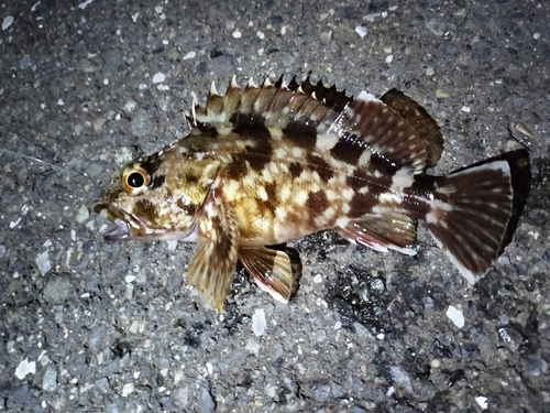 カサゴの釣果