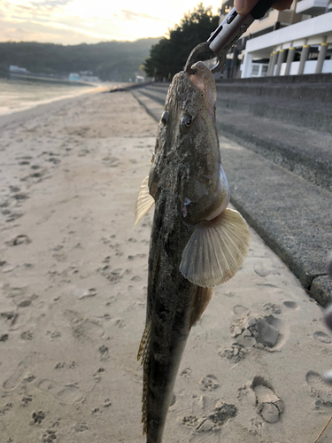 マゴチの釣果