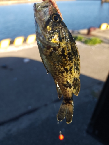 タケノコメバルの釣果