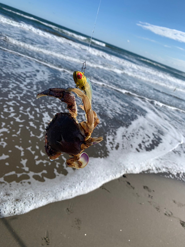 カニの釣果