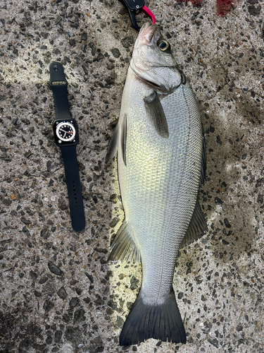 ヒラスズキの釣果