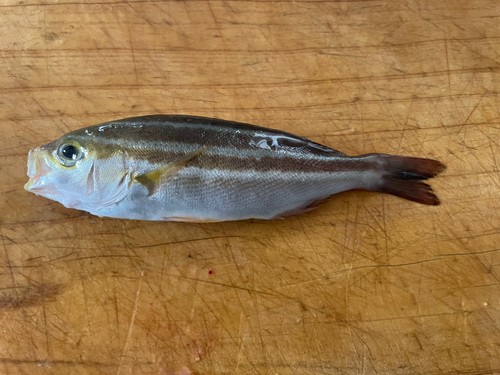 イサキの釣果