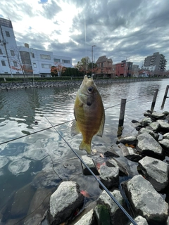 ブルーギルの釣果