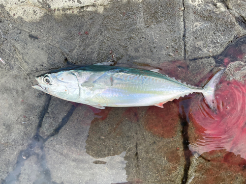 ヒラソウダの釣果