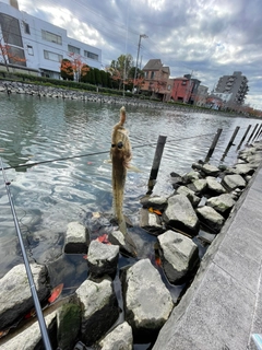 ハゼの釣果