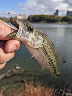 ラージマウスバスの釣果