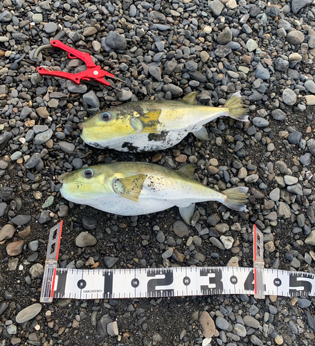 シロサバフグの釣果