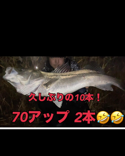 シーバスの釣果