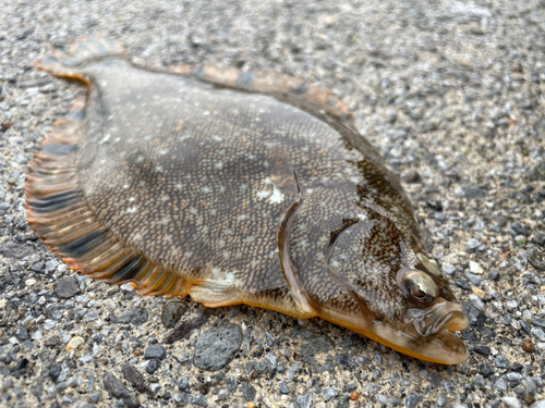 マツカワの釣果