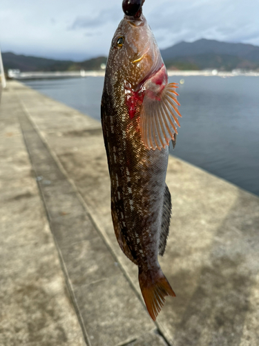 アイナメの釣果