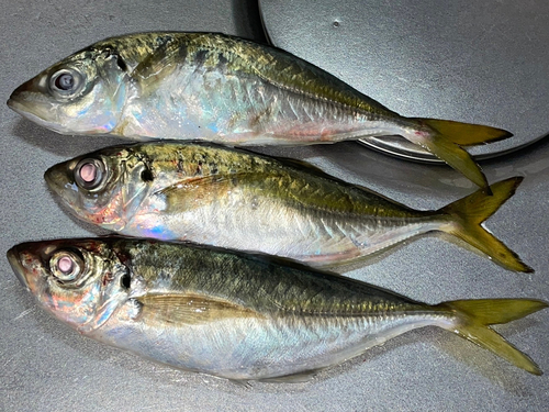 マアジの釣果