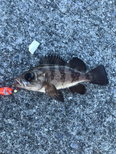 メバルの釣果