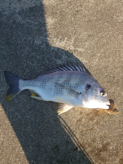 キビレの釣果