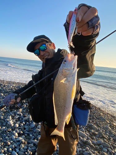 イシモチの釣果