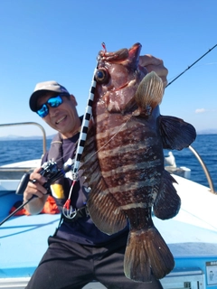 マハタの釣果