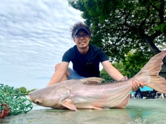 メコンオオナマズの釣果