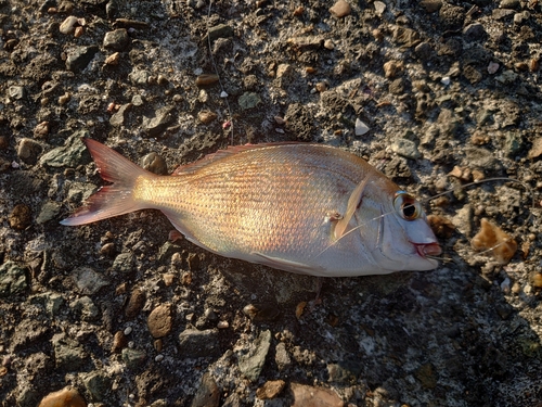 チャリコの釣果