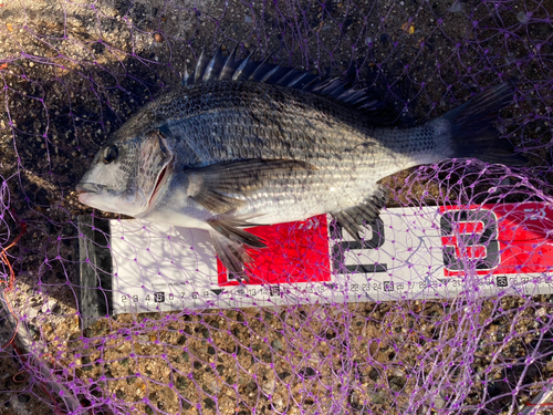 クロダイの釣果