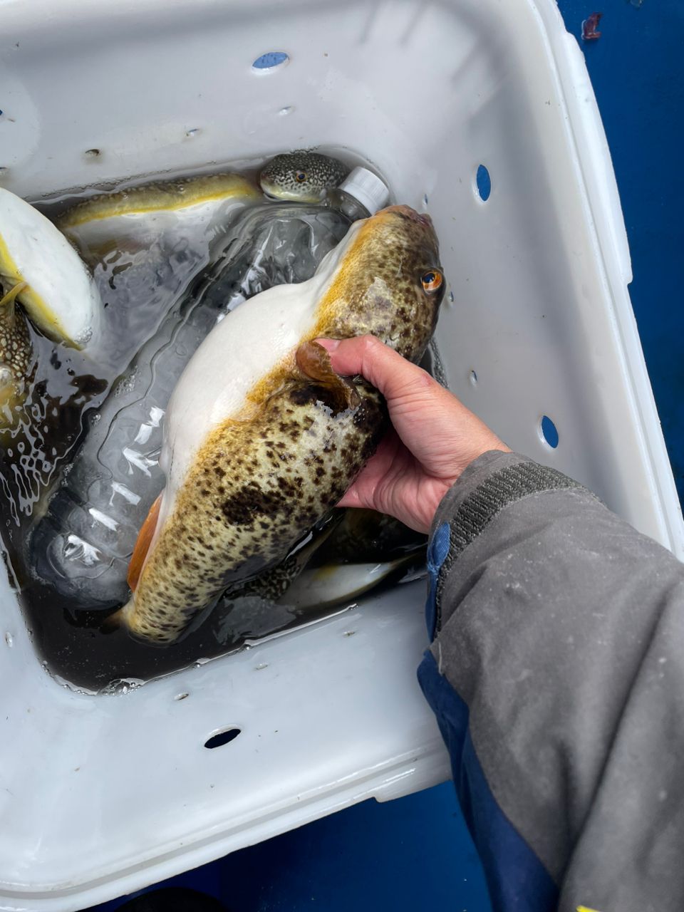 kouhe0110さんの釣果 2枚目の画像