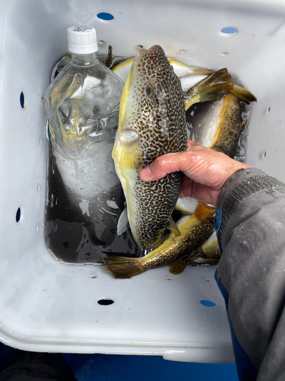 kouhe0110さんの釣果 3枚目の画像